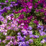 Fleurs - Aubriète Variée - face recto